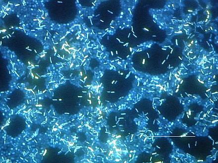 Fluorescence microscopic image of a multi-species biofilm on stainless steel